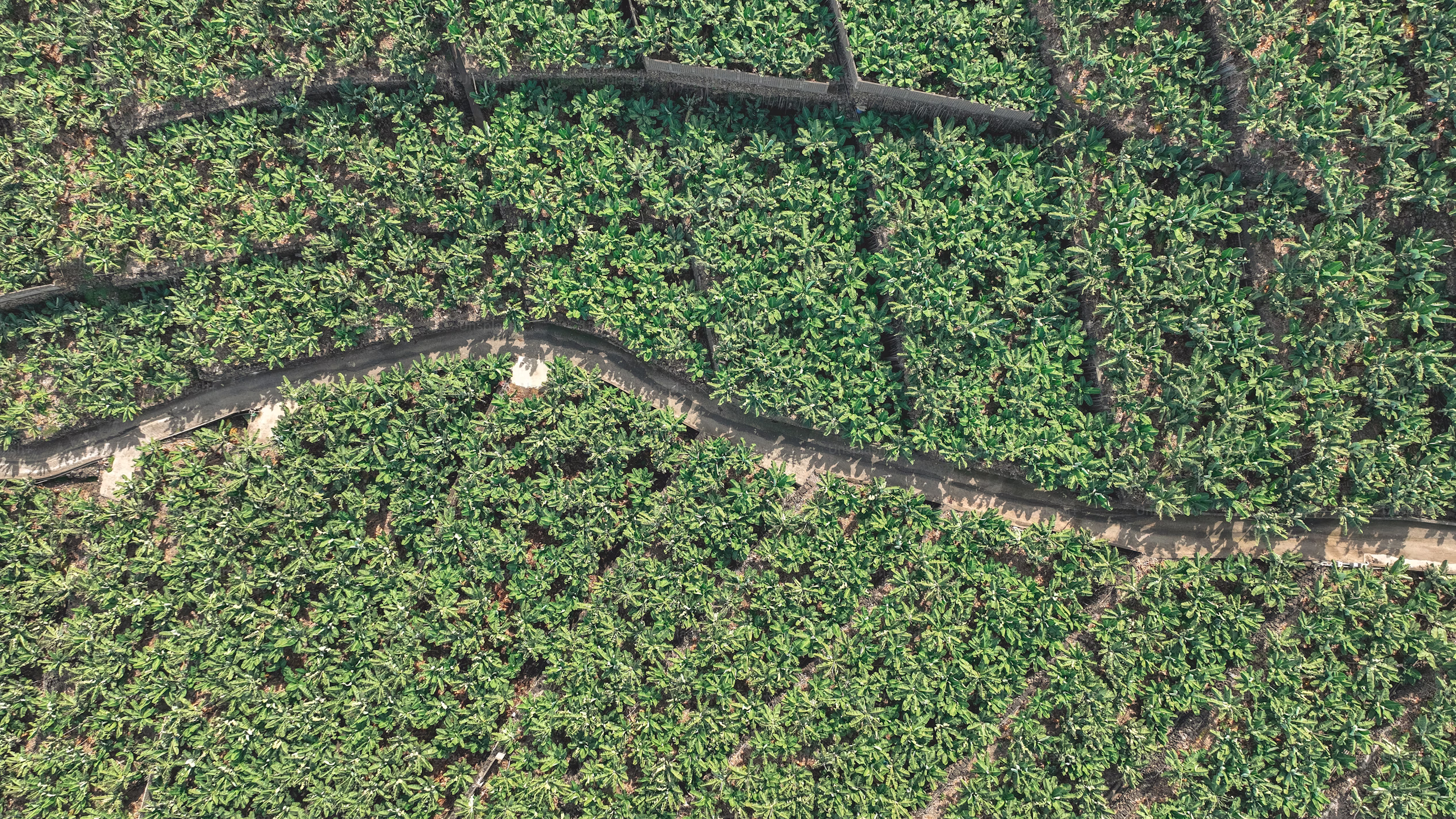 Palm Oil Diesel Tracking