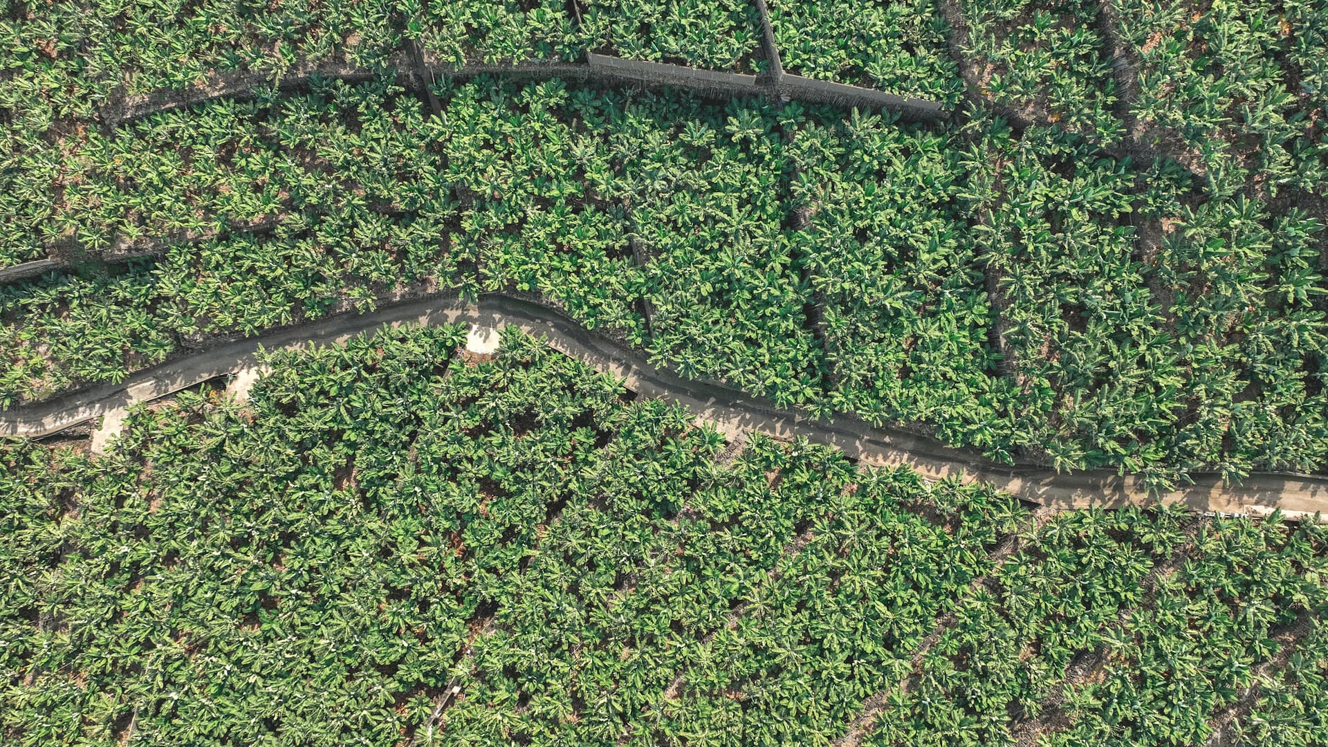 Palm Oil Diesel Tracking